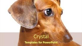  Presentation with dachshund - Beautiful presentation theme featuring dachshund dog backdrop and a tawny brown colored foreground