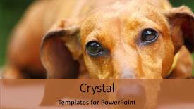  Presentation with dachshund - Amazing slide set having dachshund dog backdrop and a red colored foreground