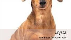  Presentation with dachshund - PPT theme having dachshund dog background and a coral colored foreground