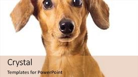  Presentation with save - Colorful presentation design enhanced with dachshund dog backdrop and a gold colored foreground