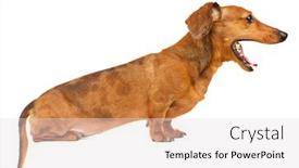  Presentation with dachshund - Colorful slide set enhanced with dachshund dog backdrop and a lemonade colored foreground