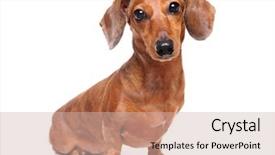  Presentation with dachshund - Audience pleasing presentation theme consisting of dachshund dog backdrop and a soft green colored foreground