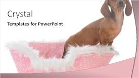  Presentation with dachshund - Beautiful slide deck featuring dachshund-female-puppy backdrop and a white colored foreground