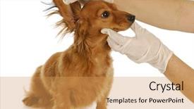  Presentation with dachshund - Colorful slide deck enhanced with dachshund getting ears examined backdrop and a yellow colored foreground