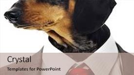  Presentation with dachshund - Audience pleasing slide deck consisting of odd one - dachshund head on businessman's body backdrop and a coral colored foreground