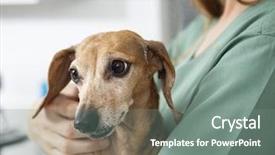  Presentation with veterinary nurse - PPT theme consisting of dachshund held by nurse background and a gray colored foreground