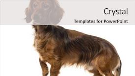  Presentation with dachshund - Audience pleasing slide deck consisting of dachshund-in-front-of-white backdrop and a light gray colored foreground