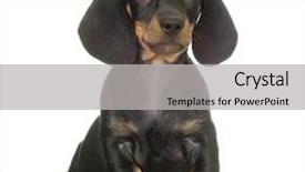  Presentation with dachshund - PPT theme featuring dachshund in front of white background background and a light gray colored foreground