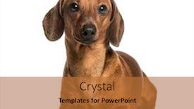  Presentation with dachshund - Slide deck having dachshund lying against white background background and a red colored foreground