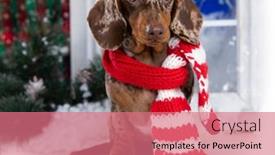  Presentation with dog christmas - Slide deck with dachshund-marbleon-the-background background and a coral colored foreground