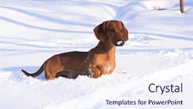  Presentation with white snow - Audience pleasing PPT layouts consisting of dachshund on white snow backdrop and a sky blue colored foreground