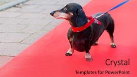  Presentation with red carpet - Cool new theme with dachshund outdoor at red carpet backdrop and a red colored foreground