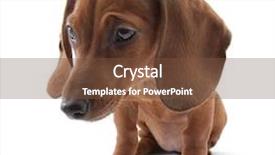  Presentation with dachshund - Audience pleasing PPT layouts consisting of dachshund puppy 3 months old backdrop and a tawny brown colored foreground