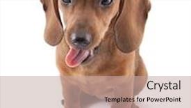  Presentation with dachshund - Cool new theme with dachshund puppy 3 months old backdrop and a mint green colored foreground