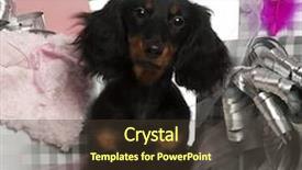  Presentation with dachshund - Cool new presentation with dachshund puppy 4 months old with christmas tree and gifts in front of white background backdrop and a tawny brown colored foreground