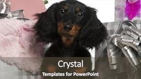  Presentation with dachshund - Theme featuring dachshund puppy 4 months old with christmas tree and gifts in front of white background background and a tawny brown colored foreground