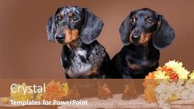  Presentation with tan - Slide set having dachshund puppy black tan color and mother dog background and a red colored foreground