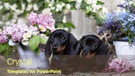  Presentation with tan - Slide set enhanced with dachshund-puppy-black-tan-color background and a tawny brown colored foreground