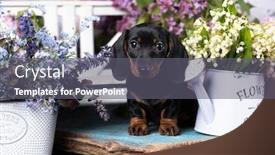 Presentation with puppy - Slide deck having dachshund-puppy-black-tan-color background and a gray colored foreground