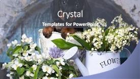  Presentation with purple spring - PPT theme featuring dachshund-puppy-black-tan-color background and a dark gray colored foreground