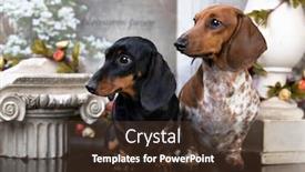  Presentation with tan - Colorful presentation design enhanced with dachshund-puppy-black-tan-color backdrop and a tawny brown colored foreground