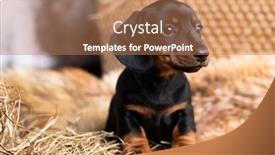  Presentation with dachshund - Amazing slide deck having dachshund-puppy-black-tan-color backdrop and a coral colored foreground