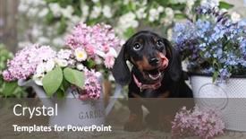  Presentation with tan - Audience pleasing slides consisting of dachshund-puppy-brown-tan-color backdrop and a dark gray colored foreground