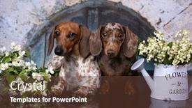  Presentation with purple spring - Colorful PPT theme enhanced with dachshund-puppy-brown-tan-color backdrop and a tawny brown colored foreground