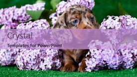  Presentation with tan - Audience pleasing presentation theme consisting of dachshund-puppy-brown-tan-marble backdrop and a light blue colored foreground