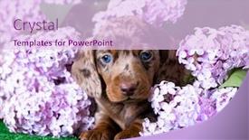  Presentation with tan - Slide set having dachshund-puppy-brown-tan-marble background and a sky blue colored foreground