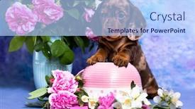  Presentation with marble pink - Presentation theme consisting of dachshund-puppy-brown-tan-marble background and a light blue colored foreground