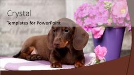  Presentation with marble pink - Cool new theme with dachshund-puppy-brown-tan-marble backdrop and a light gray colored foreground