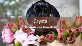  Presentation with marble pink - Presentation featuring dachshund-puppy-brown-tan-marble background and a tawny brown colored foreground