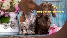  Presentation with marble pink - PPT theme having dachshund-puppy-brown-tan-marble background and a tawny brown colored foreground