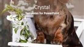  Presentation with tan - Slide deck having dachshund-puppy-brown-tan-merle background and a violet colored foreground