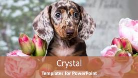  Presentation with dachshund - Amazing presentation design having dachshund-puppy-brown-tan-merle backdrop and a red colored foreground