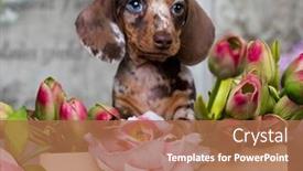  Presentation with tan - Audience pleasing presentation design consisting of dachshund-puppy-brown-tan-merle backdrop and a coral colored foreground