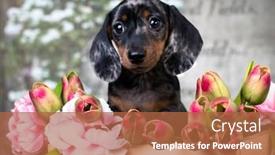  Presentation with dachshund - Slide set having dachshund-puppy-brown-tan-merle background and a red colored foreground