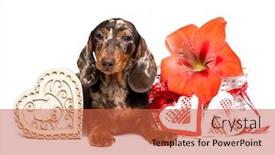  Presentation with dachshund - Beautiful PPT layouts featuring dachshund-puppy-dog-and-heart backdrop and a red colored foreground