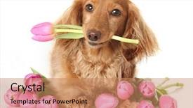  Presentation with pink flowers - Beautiful PPT theme featuring dachshund puppy dog with spring backdrop and a coral colored foreground