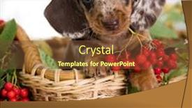  Presentation with engineering red circuit board - Audience pleasing presentation theme consisting of dachshund puppy eats red rowan berries backdrop and a tawny brown colored foreground