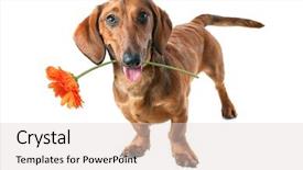  Presentation with mouth jaw bone - Amazing PPT layouts having dachshund puppy holds a flower backdrop and a  colored foreground