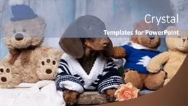  Presentation with dachshund - PPT theme enhanced with dachshund-puppy-in-a-sweater background and a light blue colored foreground