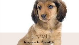  Presentation with dachshund - Presentation theme enhanced with dachshund-puppy-in-front background and a coral colored foreground