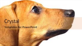  Presentation with dachshund - Audience pleasing presentation theme consisting of dachshund-puppy-isolated-over backdrop and a yellow colored foreground