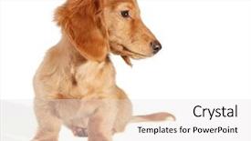  Presentation with dachshund - Slide deck with dachshund puppy looking sideways add your own product background and a white colored foreground