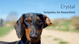  Presentation with dachshund - Presentation theme enhanced with dachshund-puppy-looking background and a light blue colored foreground