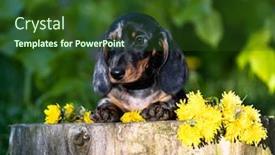  Presentation with tan - Audience pleasing PPT layouts consisting of dachshund-puppy-marble-black-tan backdrop and a tawny brown colored foreground