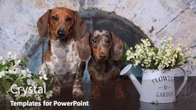  Presentation with tan - Cool new PPT layouts with dachshund-puppy-paibald-tan-color backdrop and a wine colored foreground