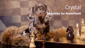  Presentation with dachshund - Slide set consisting of dachshund-puppy-play-chess-chess background and a coral colored foreground